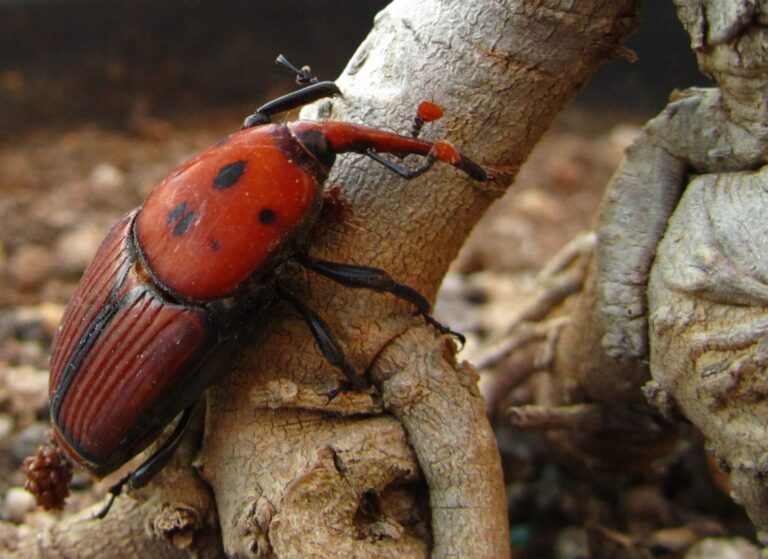 Traiter le Charançon Rouge du Palmier : Une Menace à Prendre au Sérieux