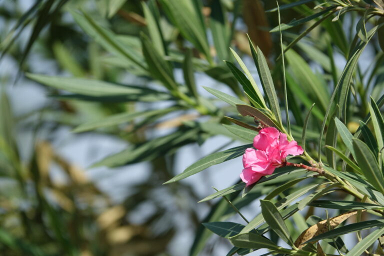 Comment entretenir ses plantes méditerranéennes ?