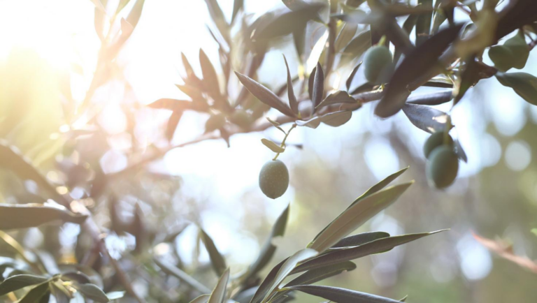 Plantes Grasses et Oliviers : Joyaux Méditerranéens