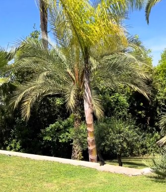 Chantier paysager à Cannes : savoir-faire par DEZARNAUD PAYSAGISTE