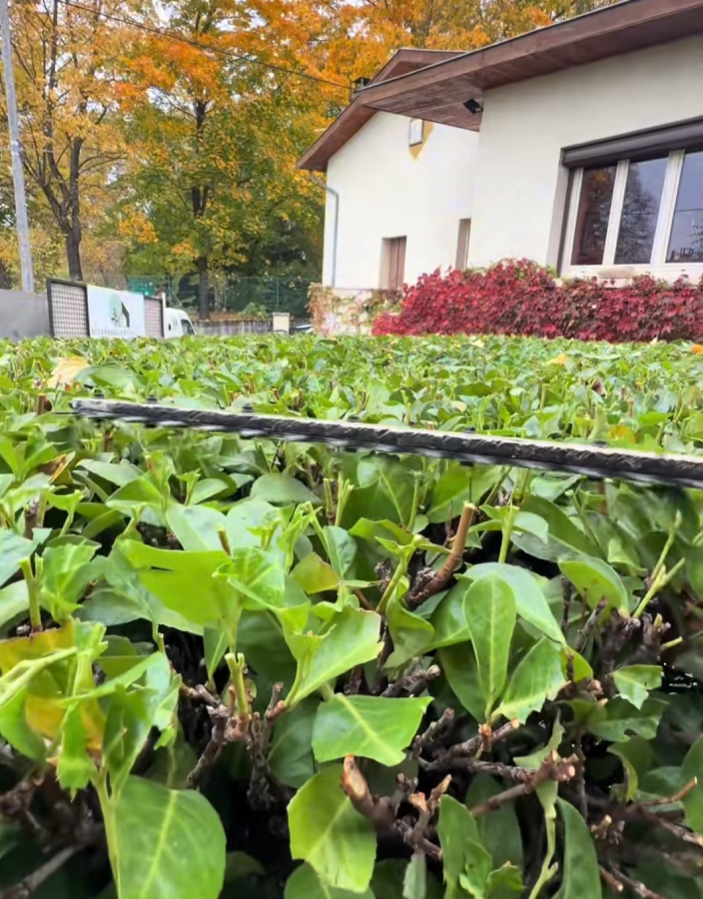 Taille de haies et d’arbustes : le savoir-faire Dezarnaud Paysagiste