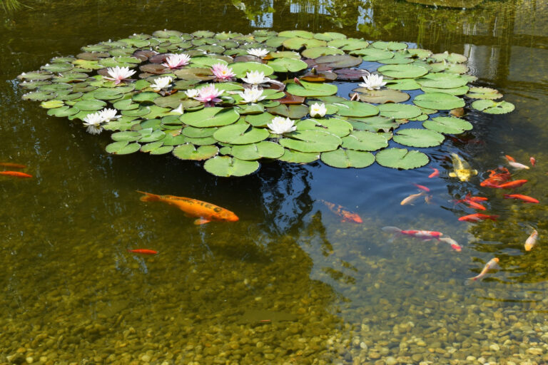 Bassin d’ornement : comment créer un espace aquatique dans son jardin ?